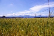 神前地区　小麦畑