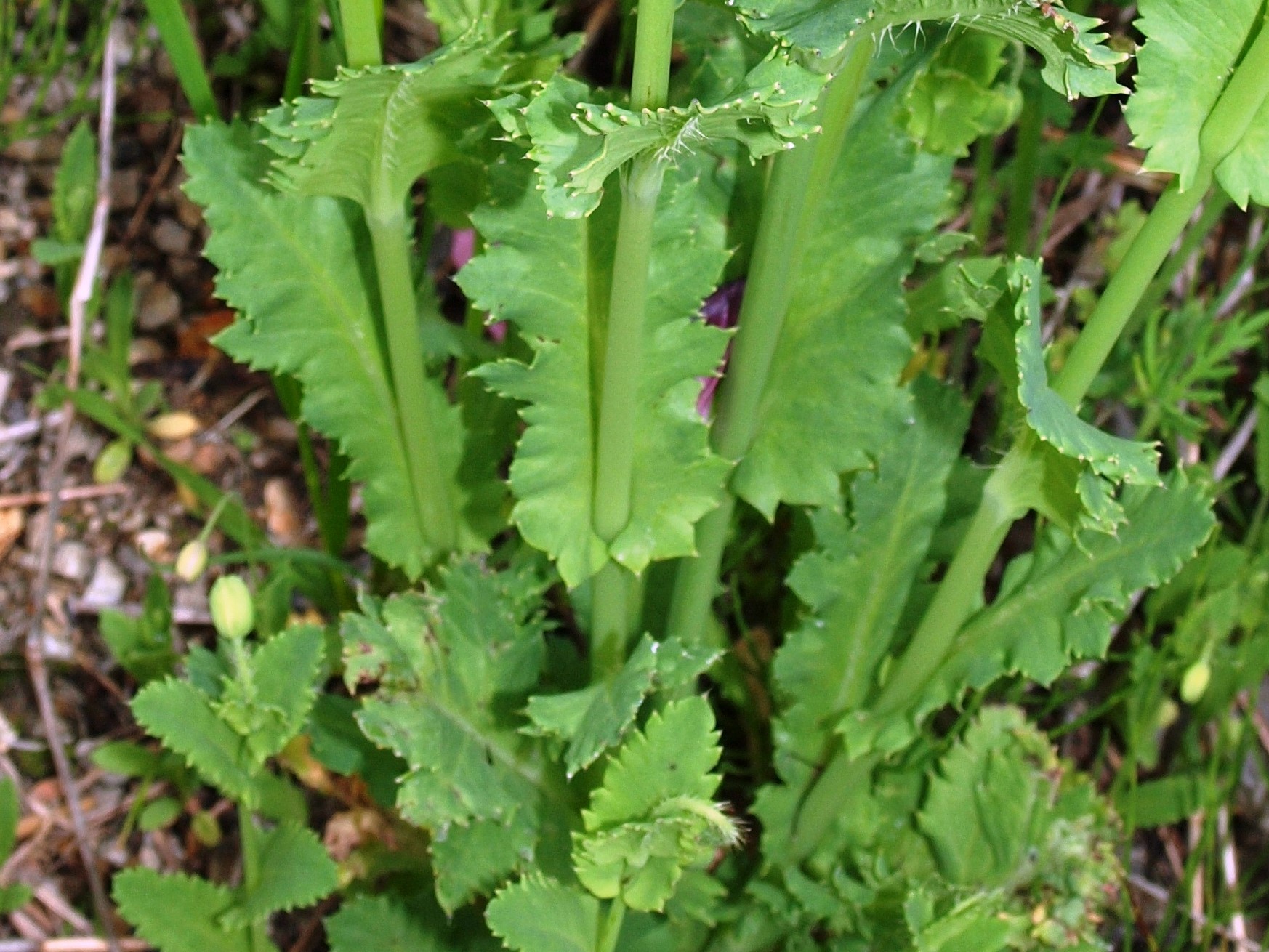 植えてはいけないけし（茎・葉）※四日市市内で撮影