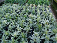 斑入りクロサンドラ（品種登録出願中）