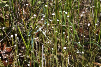 シラタマホシクサ