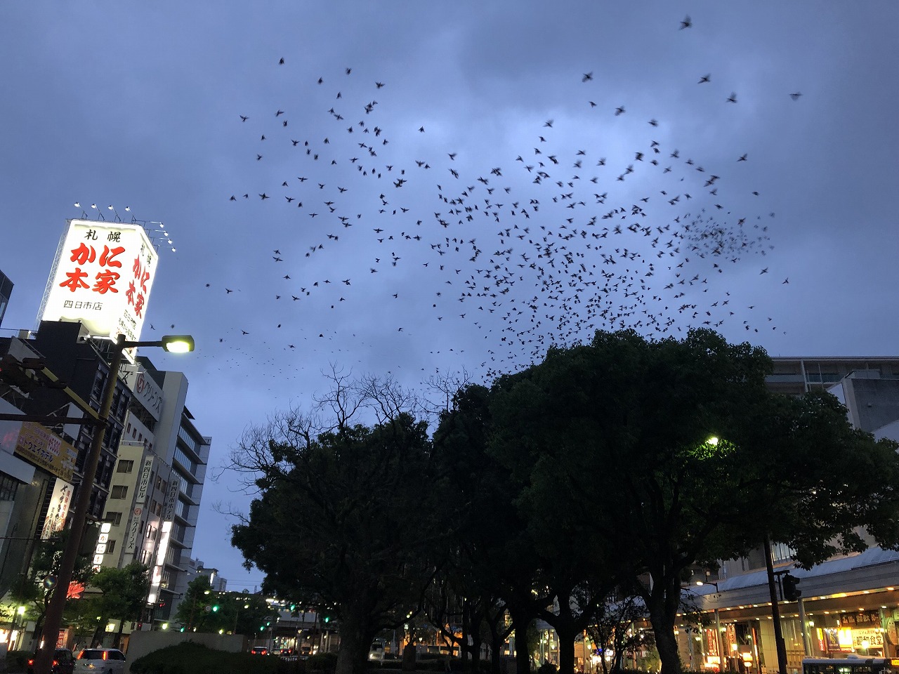 むくどりが市街地を飛ぶ