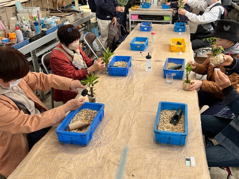 観葉植物の寄せ植え体験