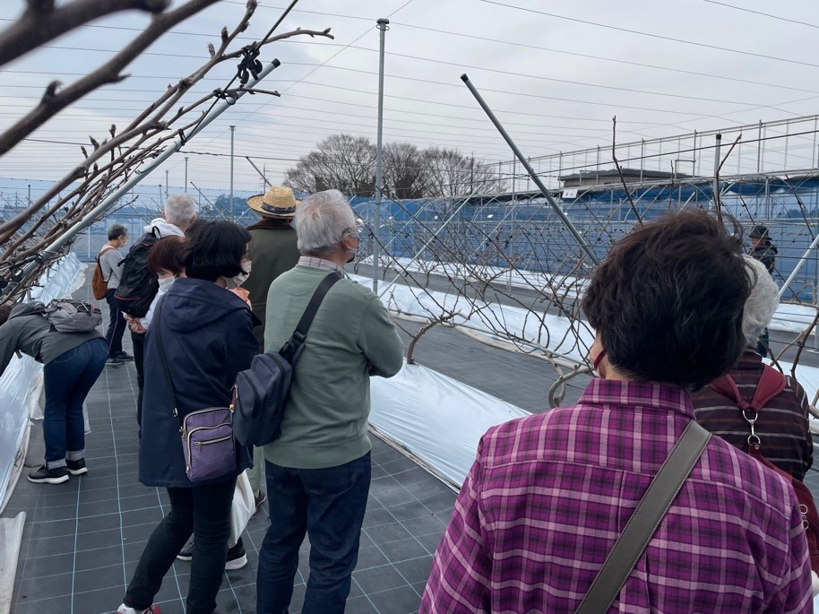 農業センター果樹園の見学