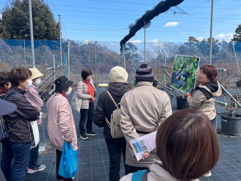 ブルーベリー園の見学