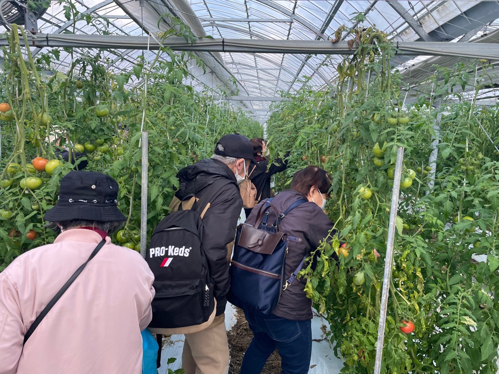 有竹トマト（収穫体験）